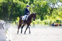 Cross Cantering in Horses: Causes, Signs & How to Fix a Disunited Canter
