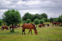 Horsetail Poisoning in Horses: Symptoms, Treatment & Prevention