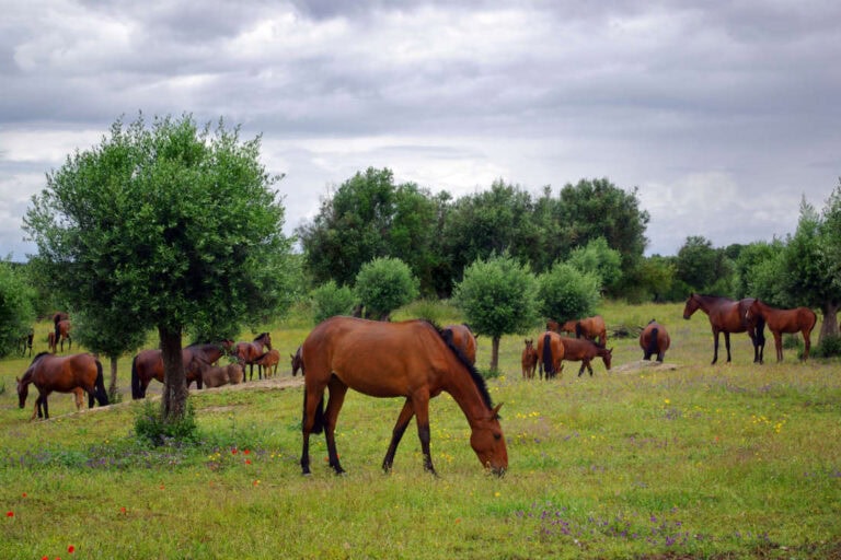 horsetail poisoning in horses