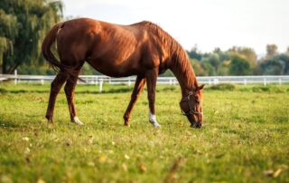 how-to-feed-a-horse-a-balanced-diet