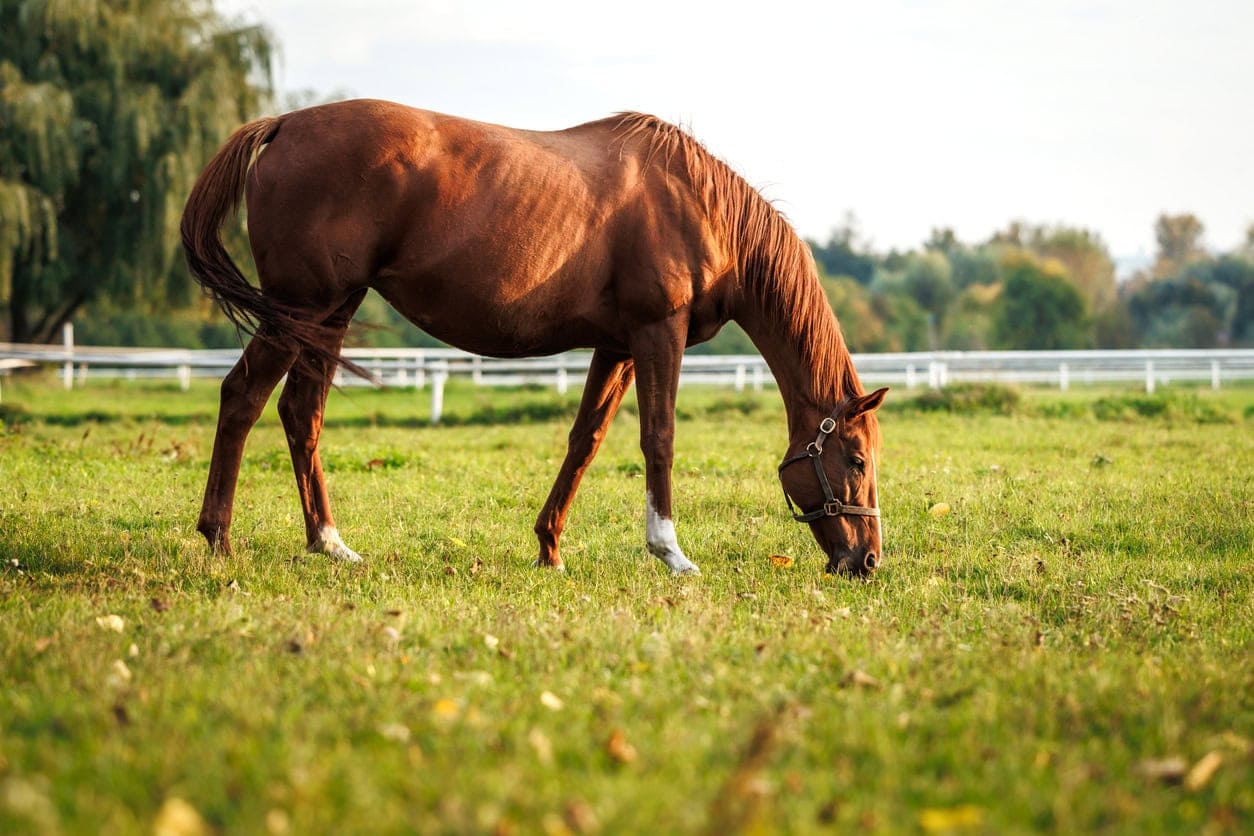 How to Feed a Horse: Best Way to Balance Your Horse’s Diet