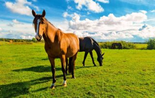 how to set up a pasture for horses