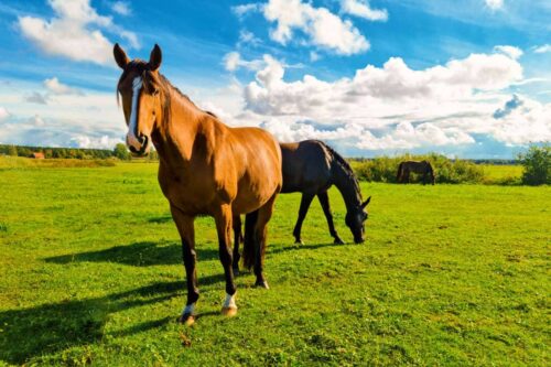 How to Set Up a Pasture for Horses: 7-Step Guide to Optimized Grazing