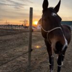 | Mad Barn USA