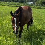| Mad Barn USA