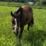 | Mad Barn USA