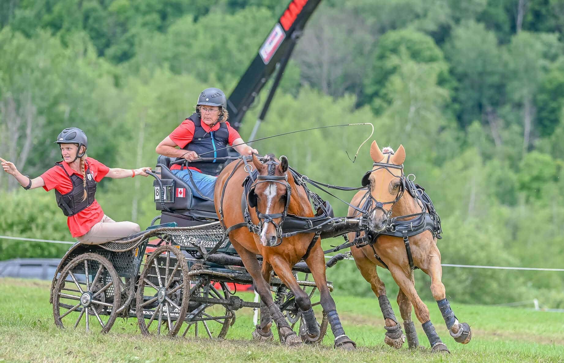martha younger equestrian driving