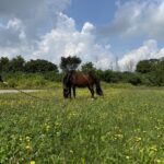 | Mad Barn USA