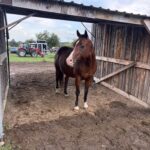 | Mad Barn USA
