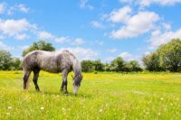 Laurel Poisoning in Horses: Symptoms, Treatment & Prevention