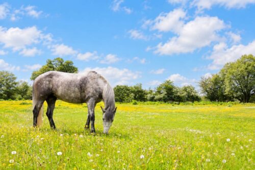Laurel Poisoning in Horses: Symptoms, Treatment & Prevention