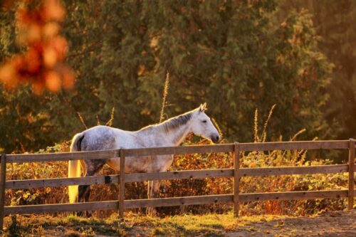 Tail Rubbing in Horses: Causes, Signs & How to Manage