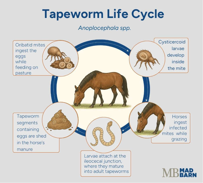 tapeworm life cycle