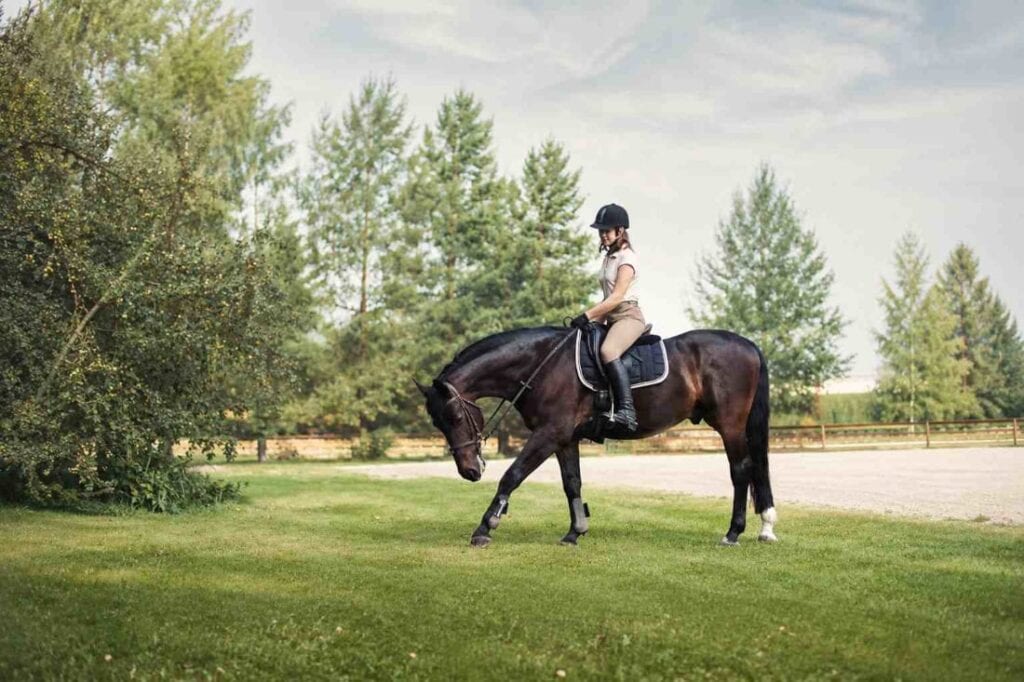 Training a Horse to Stretch & Collect: Tips & Exercises