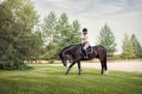Training a Horse to Stretch & Collect: Tips & Exercises