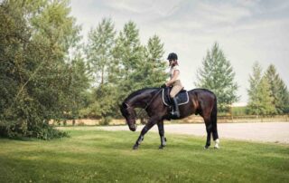 train-horse-to-stretch-and-collect