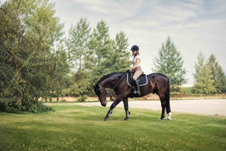 train-horse-to-stretch-and-collect