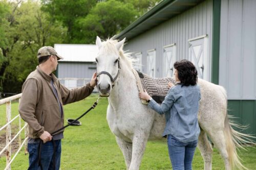Trazodone for Horses: Uses, Side Effects & Status in Competition