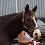 | Mad Barn USA