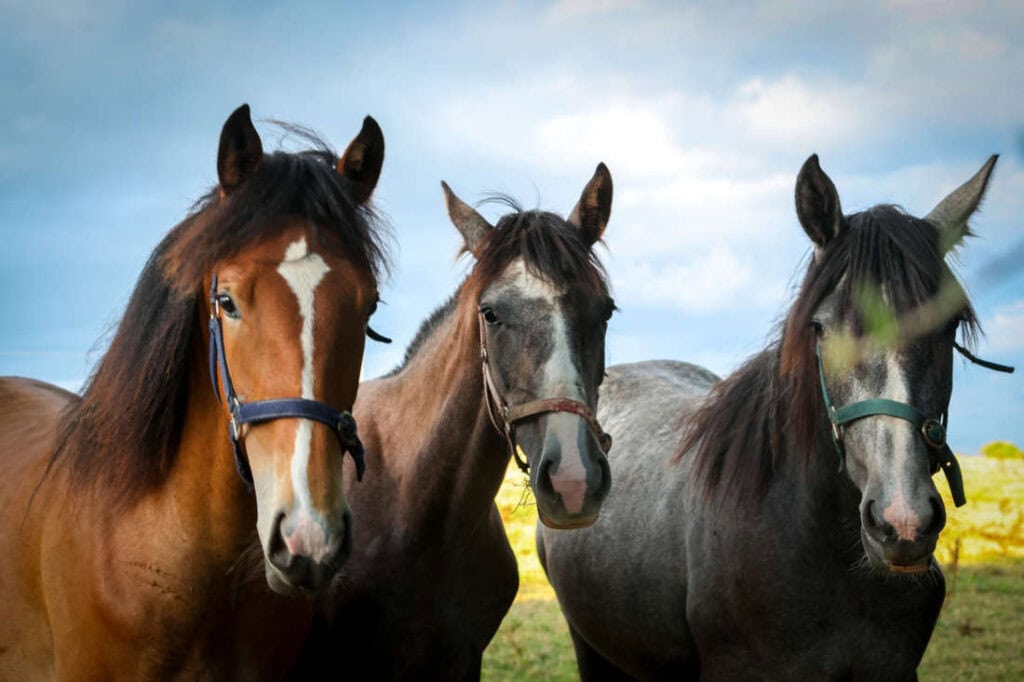 blepharitis-in-horses