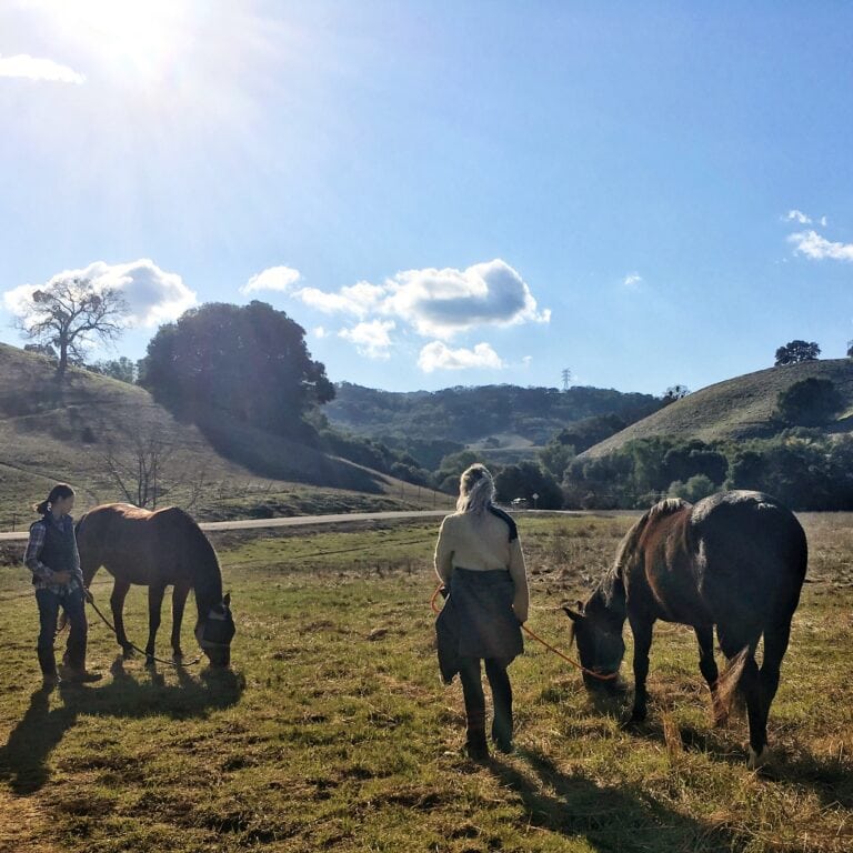 Bohdi Horse Trainer