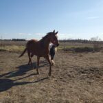 | Mad Barn USA