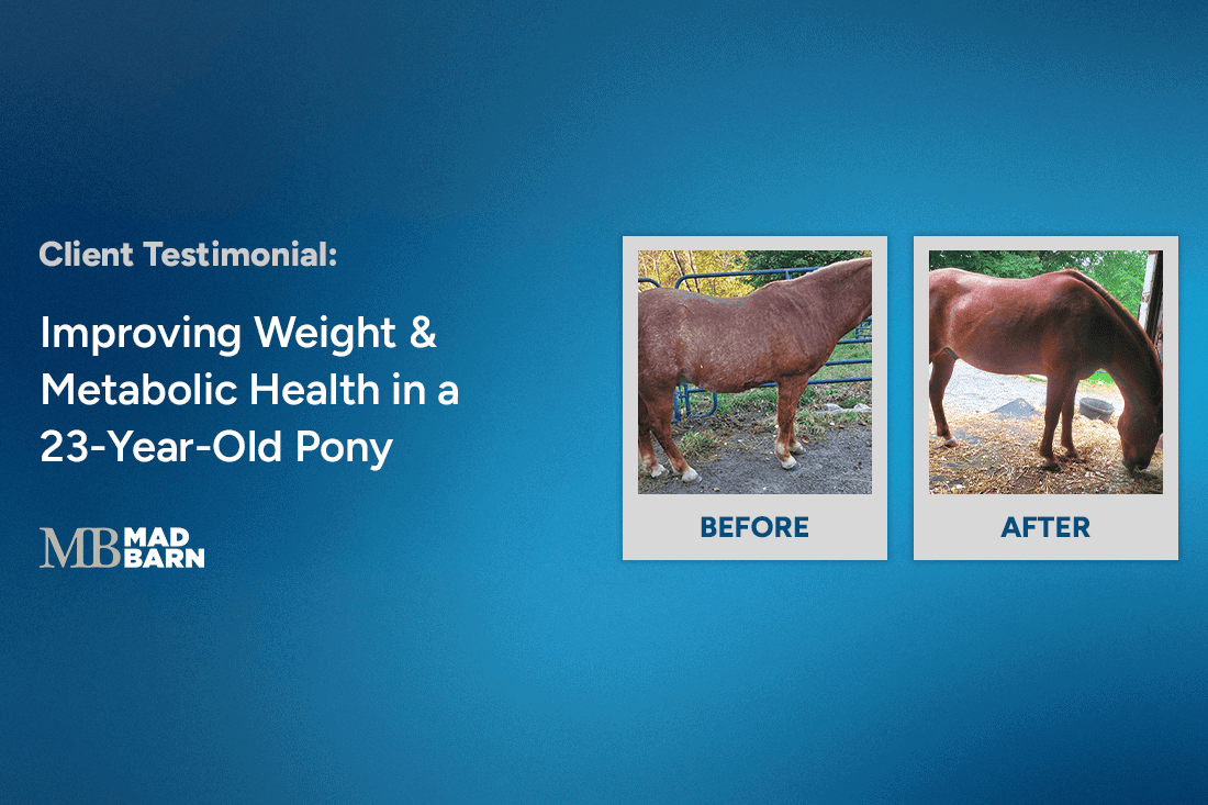 Case Study: Improving Weight & Metabolic Health in a 23-Year-Old Pony
