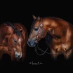 | Mad Barn USA