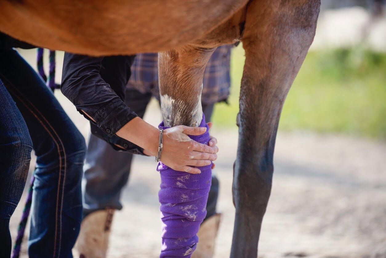 Leg Poultices for Horses: Types, Uses & How to Apply