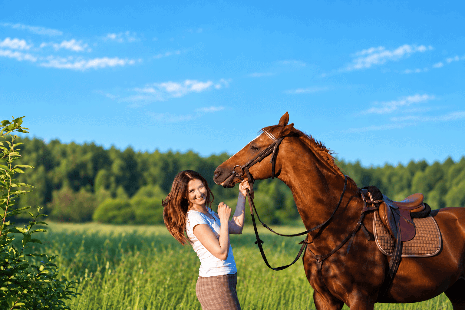 Thoroughpin in Horses: Causes, Symptoms & Treatment